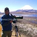 Observando aves con ChileBirdingChile