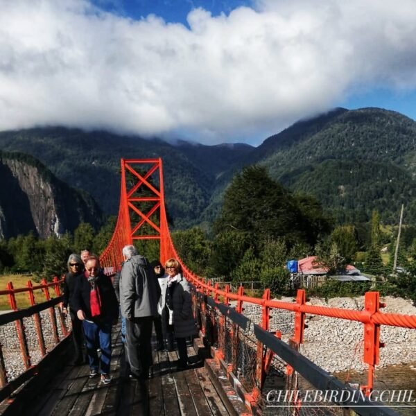 Visitando Puerto Aysén y sus alrededores con ChileBirdingChile