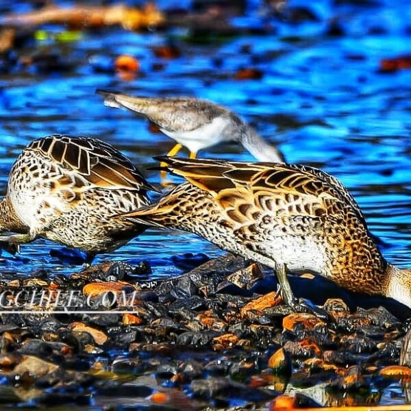 Patos Jergones - excursión con ChileBirdingChile